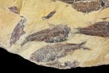 14.9" Fossil Fish (Gosiutichthys) Mortality Plate - Lake Gosiute - #130054-3
